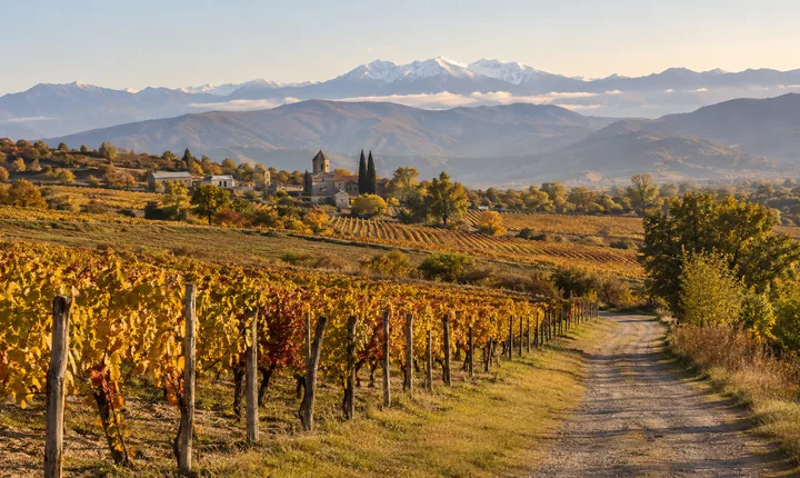 Golden autumn vineyards and a rural lane in Kakheti with hazy Caucasus mountains