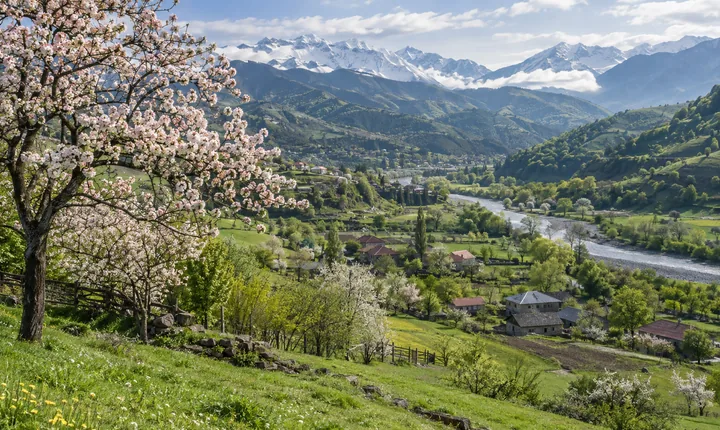 A blossoming fruit tree overlooks Georgia's green spring valleys and snowy distant mountains
